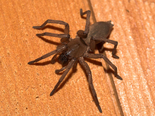 stonespider082.jpg