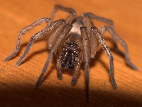 stonespiderdrassodeslapidosus08.jpg
